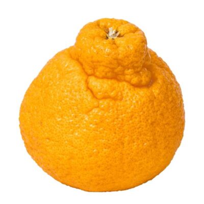 Sumo Mandarin’s ONLY $1.97/lb at Shaw’s 01/03 – 01/09